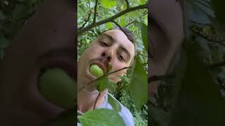 IMG 5252