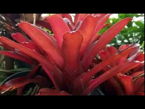 Video: Membuat Bromeliad Berkembang Kembali: Merawat Bromeliad Setelah Berbunga