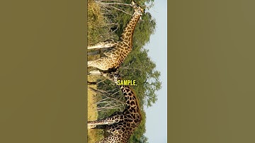 Ingebouwde vruchtbaarheidstest 😛