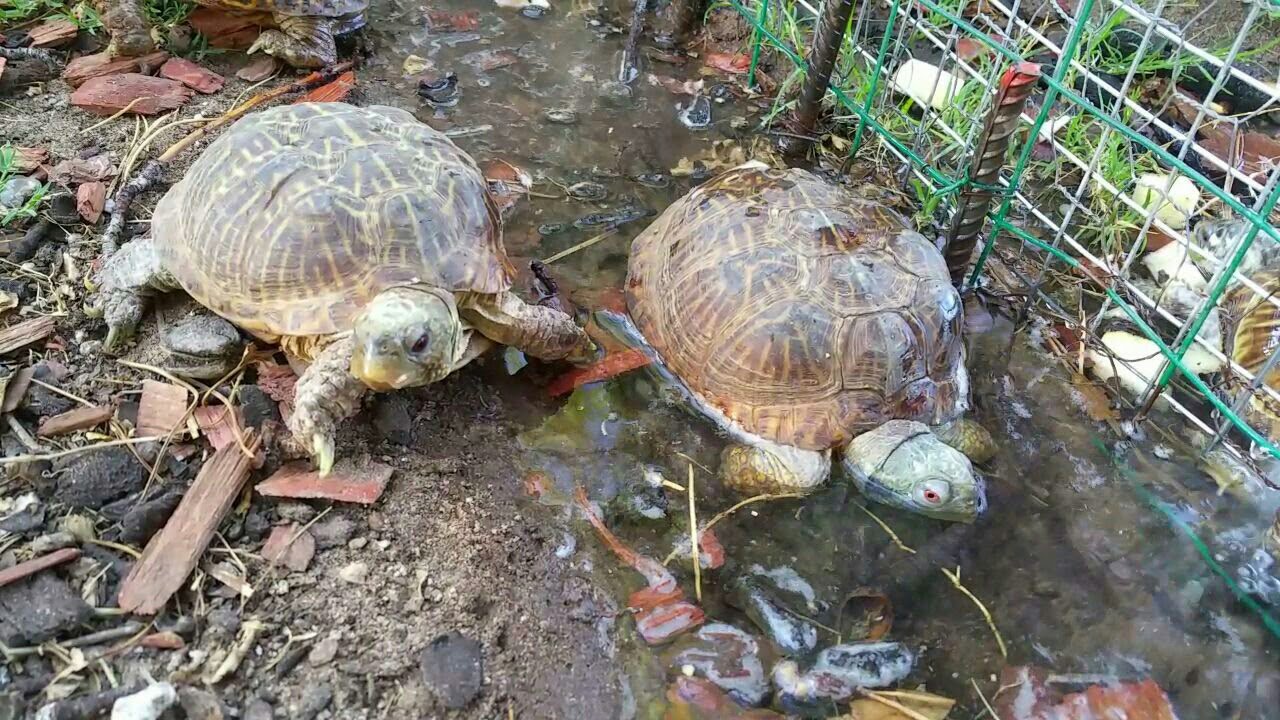 Turtle Ranch, West 40 section, males munching - YouTube