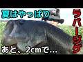バス釣り　狭い水路でデカイバス！あと２ｃｍで・・・