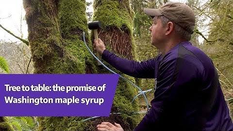 The promise of Washington maple syrup