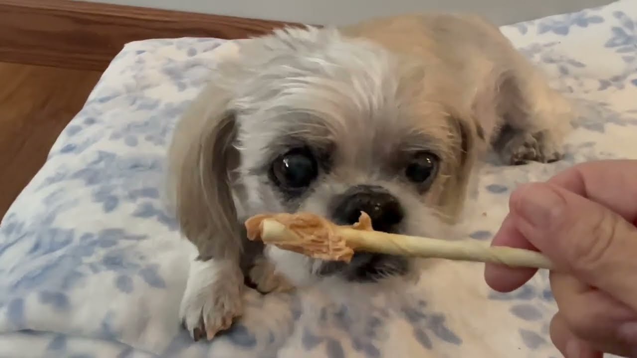 Easiest Way to Make Healthy Dog Treats at Home 🐶 | My Favorite Knife & Stainless Steel Dehydrator