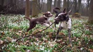 My Story - Neji - Australian Koolie - 11 Weeks