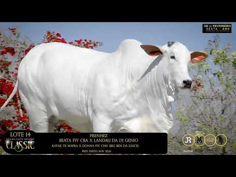 LOTE 14   BEATA FIV CBA