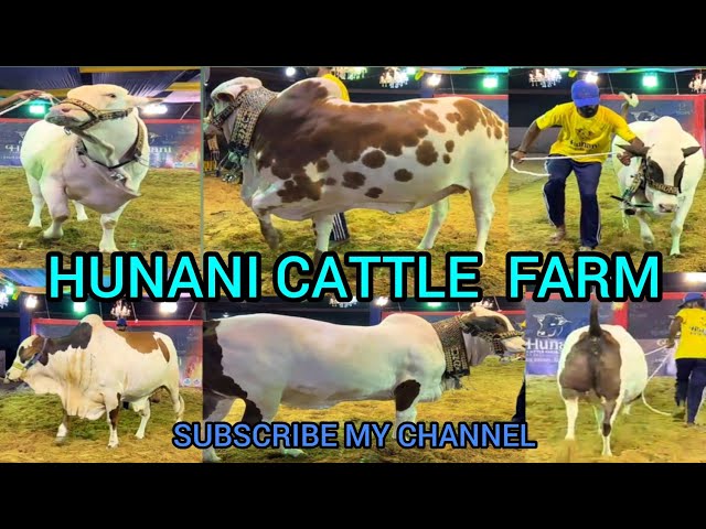 HUNNANI CATTLE FARM @ BIRDS PLANET class=