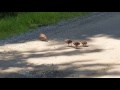 Amazing Rare Video Footage of American Woodcock Dance and Freeze Kejimkujik Park Snipe