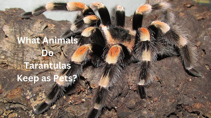 What Animals Do Tarantulas Keep as Pets? #tarantulas #frogs #animals #factsaboutanimals #facts