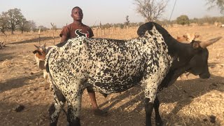 How he became successful in cattle business