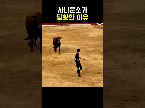 이걸 예상한 소는 없었습니다#shorts #투우 #bull #bullfight #덤블링 #회피 #동물반응 #웃긴영상 #반전 #viral #funny #animals #추천 #쇼츠 thumbnail