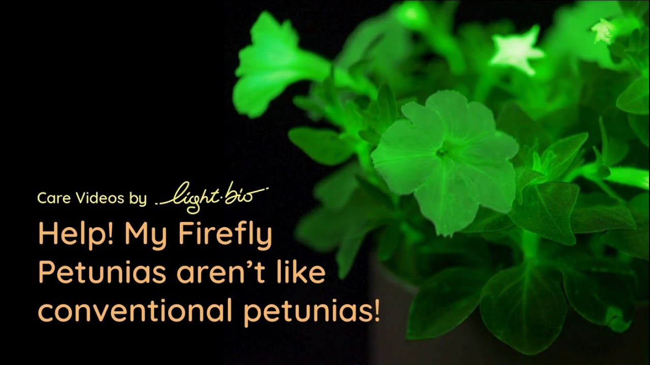 Light Bio — Light Bio — Firefly Petunia Care (YouTube video ad)