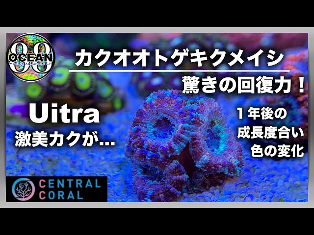 海水魚水槽・サンゴ水槽】カクオオトゲキクメイシ Ultra 激美カクが