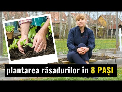 Video: Pregătirea și Plantarea Răsadurilor în Pământ