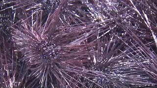 アワビの繁殖に必要な海藻を食べる…　天敵のウニ「ガンガゼ」が大量発生　 海女たちが駆除活動 (21/07/13 16:20)