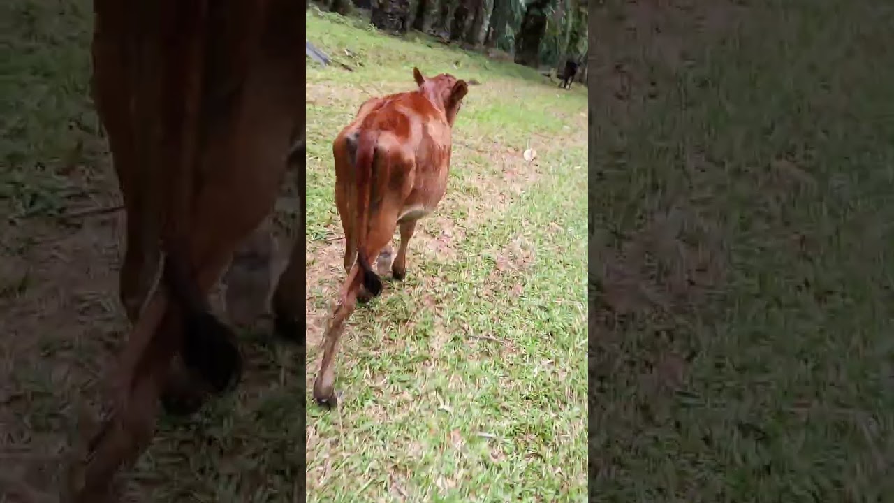 Daily vlog:150126 25rej1447H pagi tadi kawasan kongsi syedman .. ada aktiviti curi lagi pagi ni 