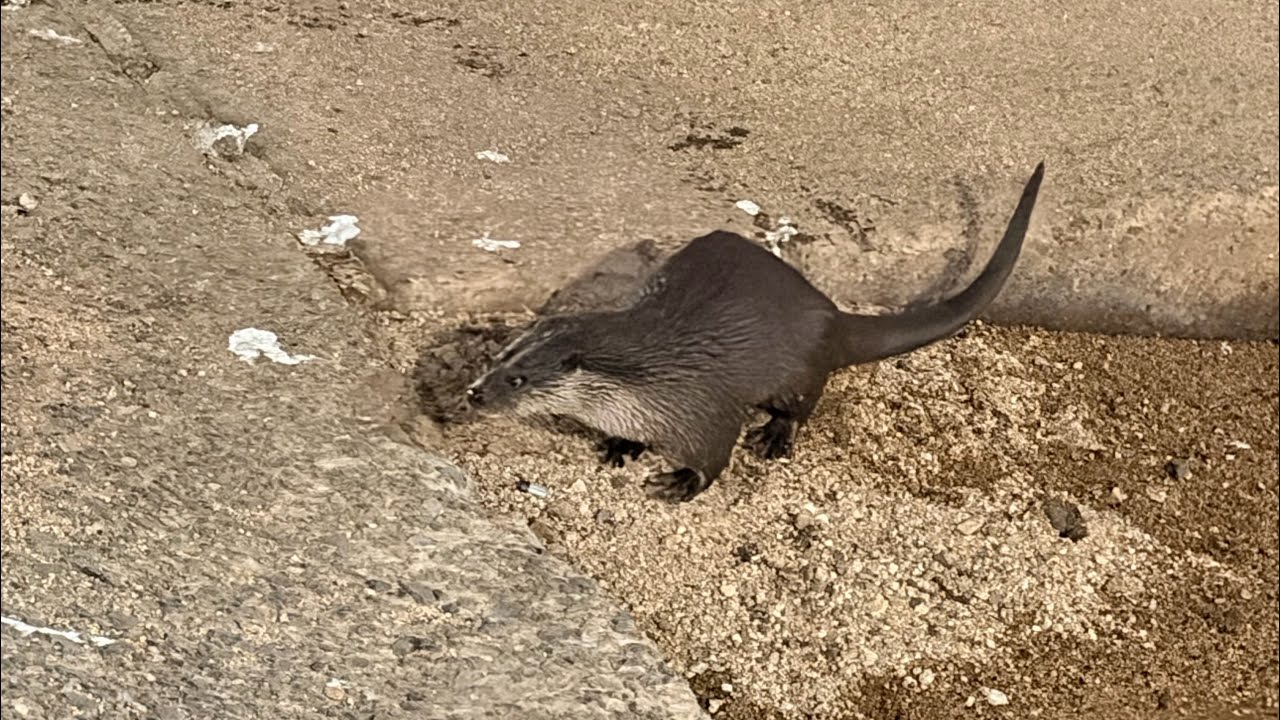 부산 수달 온천장 발견 