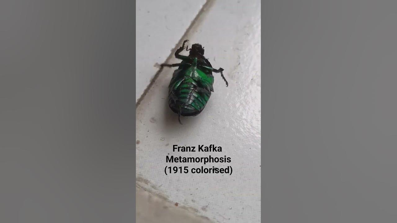 I wonder if that is Gregor Samsa. Franz Kafka Metamorphosis (1915) Song - Kanye West - I wonder.