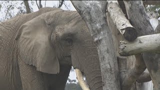 San Diego Zoo and Safari Park officially open again