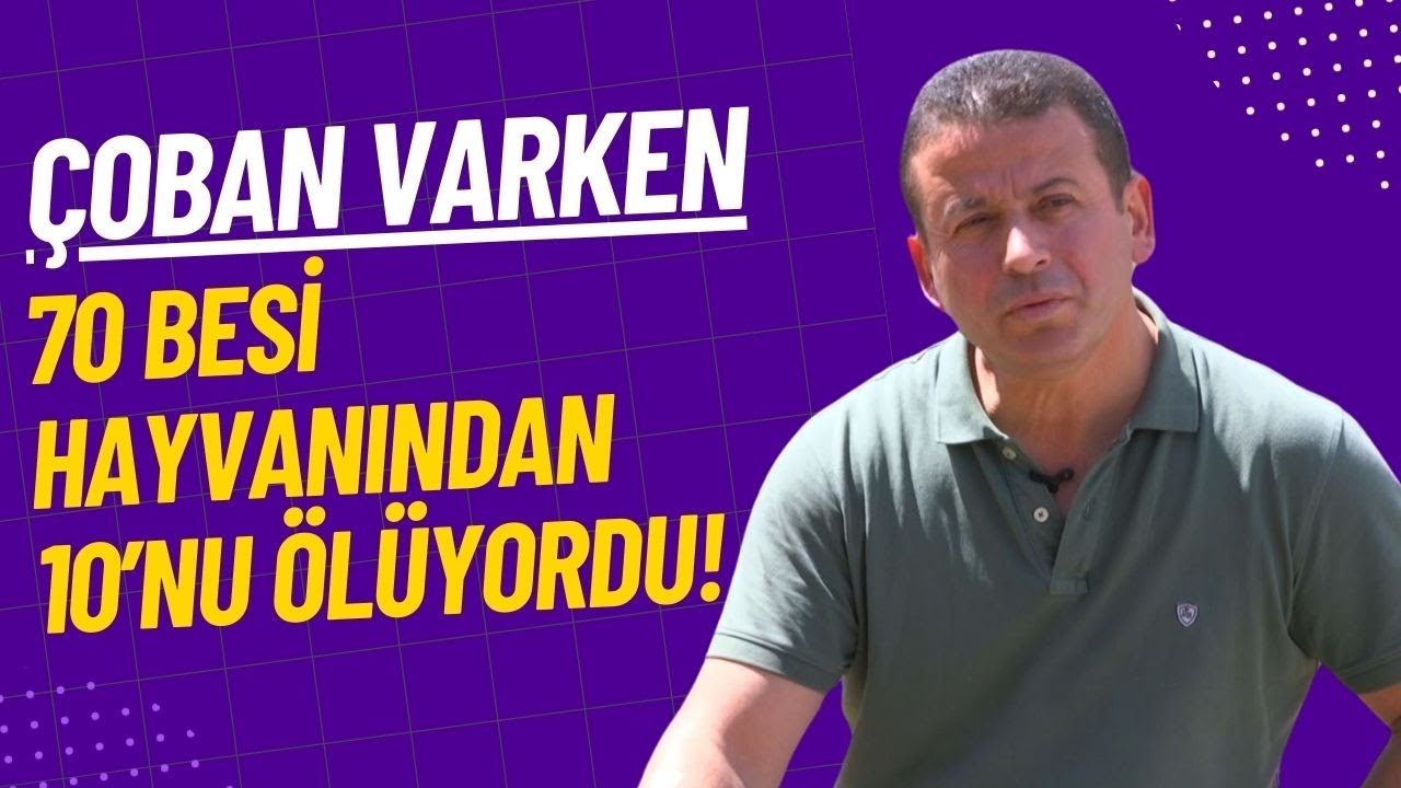 Çoban Varken 70 Besi Hayvanından 10’nu Ölüyordu!