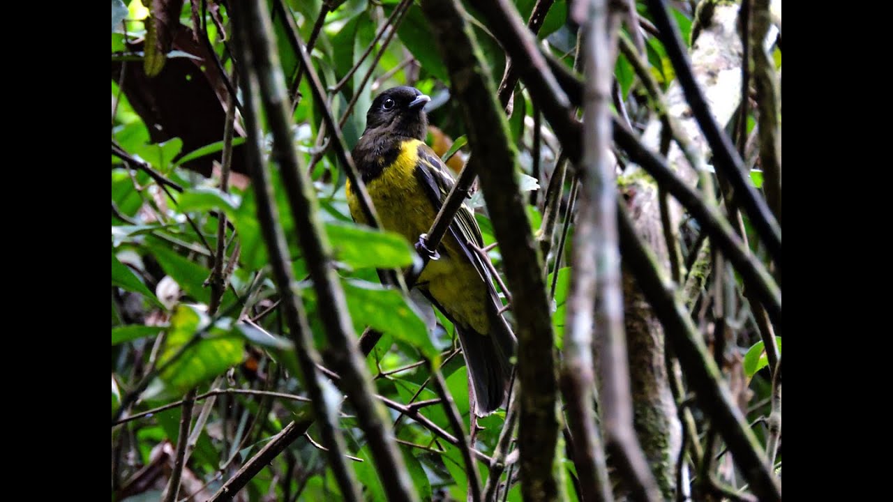 COROCOXÓ, A VOZ DA MATA ATLANTICA. Carpornis cucullata (Hooded