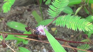 [Video 1] Mật ong rừng xịn loại nguyên chất có giá rẻ nhất