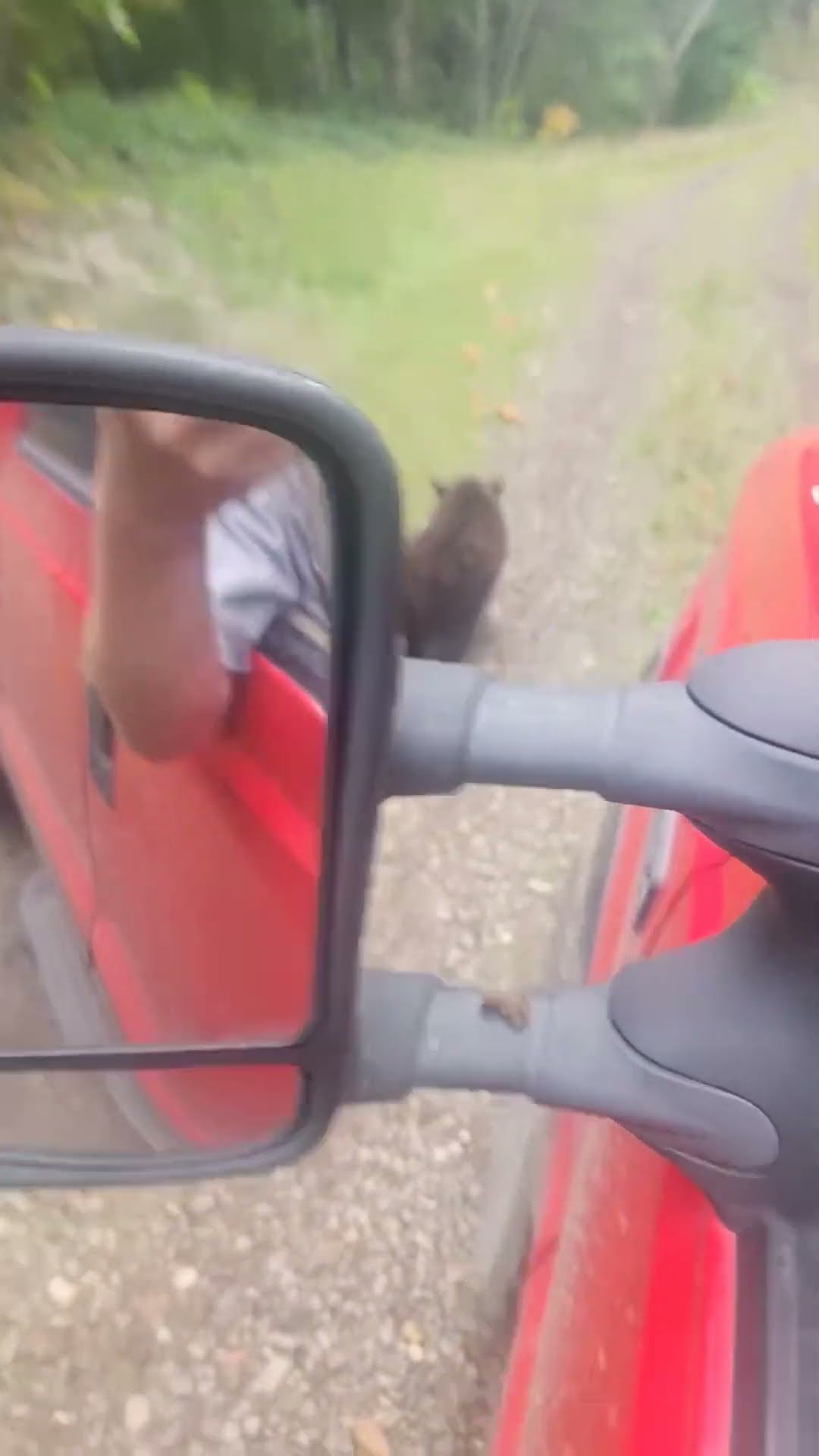 Traffic in the Woods || ViralHog