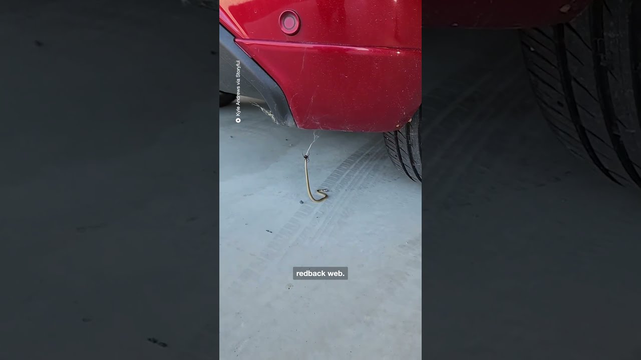 Redback Spider Catches Eastern Brown Snake In Its Web