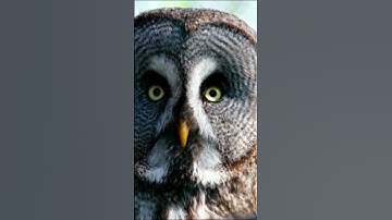 Thumbnail of Dangerous Owl Sound 🦉| owl #shorts