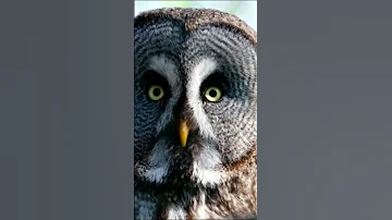 Dangerous Owl Sound Owl Shorts 