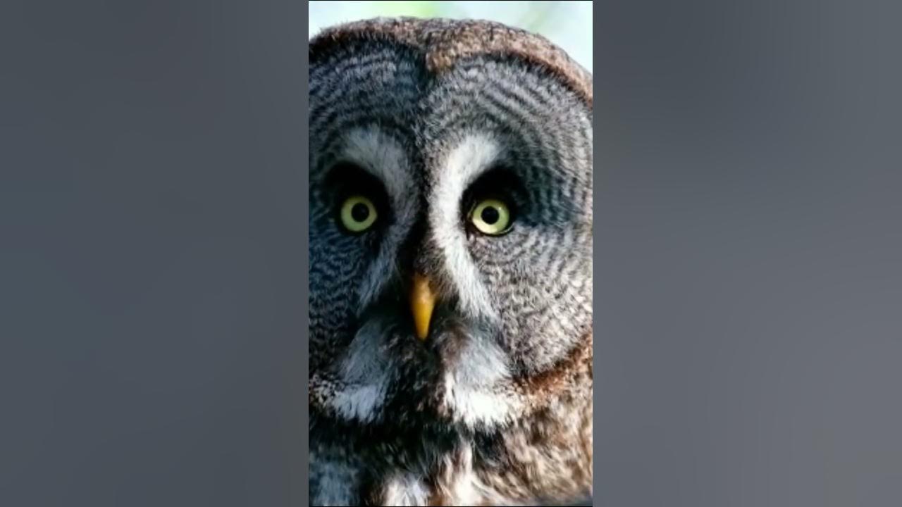 Dangerous Owl Sound 🦉| owl #shorts