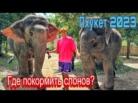 Слоновья ферма Пхукет 2023 кормим, гладим и гуляем с ними. Здесь над ними не издеваются в Таиланде