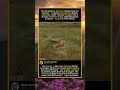 Watch this tense moment a lioness uses a suffocation grip to finish her hunt#foryou #animals #funny