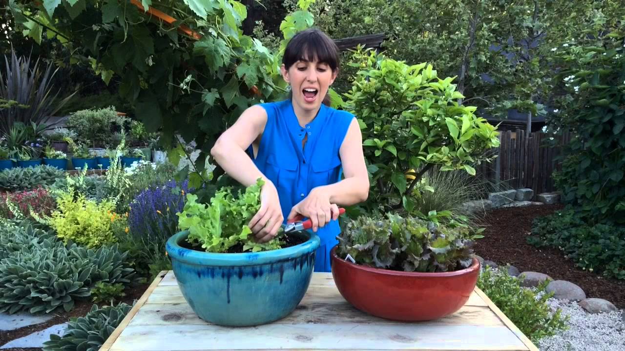 How To Harvest Leafy Greens Sunset YouTube