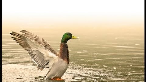 Ducks Unlimited Waterfowl Migration Habitat