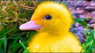 Best moments with funny ducklings