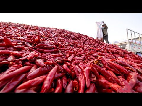 How Tons of Red Chili Pepper Harvesting by Machine - Paprika Chili Powder Processing in Factory