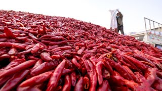 How Tons of Red Chili Pepper Harvesting by Machine  Paprika Chili Powder Processing in Factory