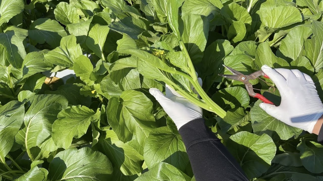 【アスパラ菜栽培】トウ立ちの原因と対処方・1株で何度も収穫をするために肝心な作業21/10/29