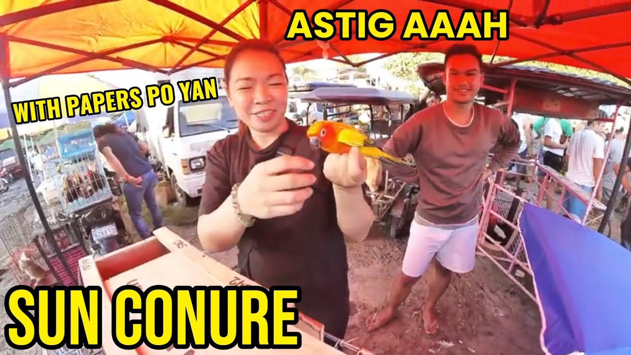 BIRDS SALE SA BOCAUE BULACAN MAY NAKITA DIN TAYONG MAGAGANDANG IBON NA MAY PAPEL