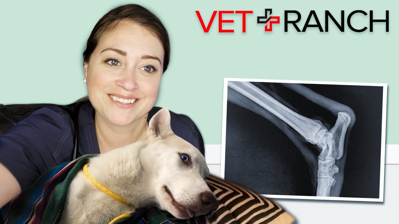 Gorgeous Puppy Hit by Car and Saved! - YouTube