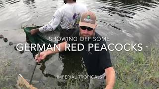 German Red Peacocks Straight from the Pond