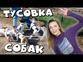 СОБАЧЬИ ТУСОВКИ | Плюсы и минусы совместного выгула собак