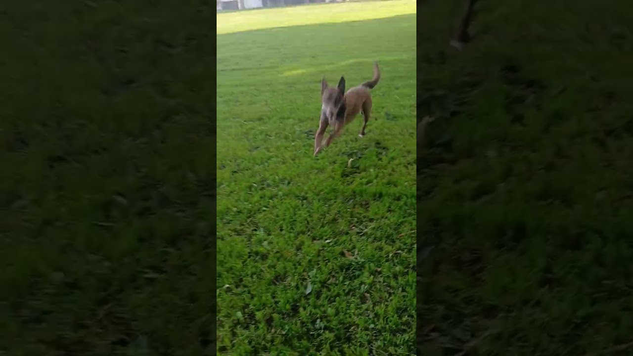 Another day at the little park..(Mary Jane & Miss Dinky)