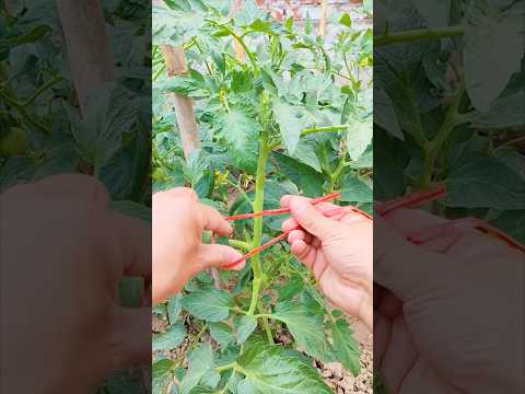 This Tomato Trellis Changes Everything #farmingtech