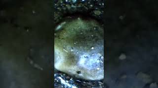 Lupin seed germination
