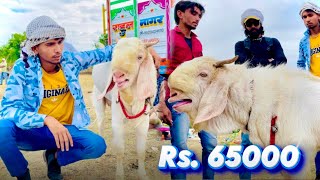 65 Hazar Ka Bakra in Bhopal Bakra Mandi | Cattle Market | Bakra Eid 2024