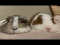 撫でを待つモルモットの圧力　Please pet me【Guinea pig】