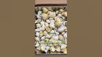 😲ĐỘC LẠ LIÊN MINH: ỐC BIẾT NHẢY?? #food #haisan #review #muasamonline #ocnhay