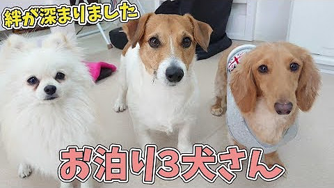 犬のひみつきち Youtube