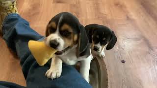 Cute beagle puppies #puppies #beaglepuppy